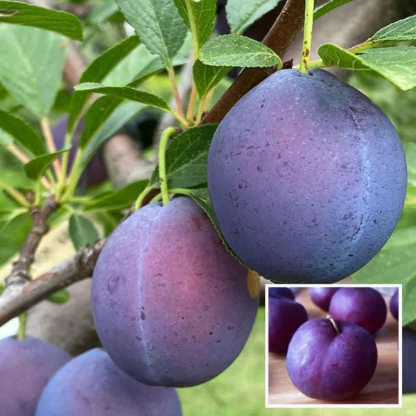 Satluj Purple Plum Aloo Bukhara Layering/Grafted Fruit Live Plant