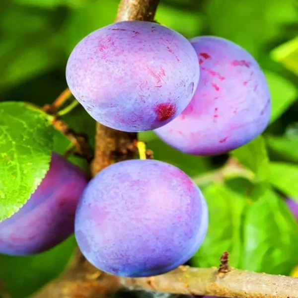Satluj Purple Plum Aloo Bukhara Layering/Grafted Fruit Live Plant - Image 2