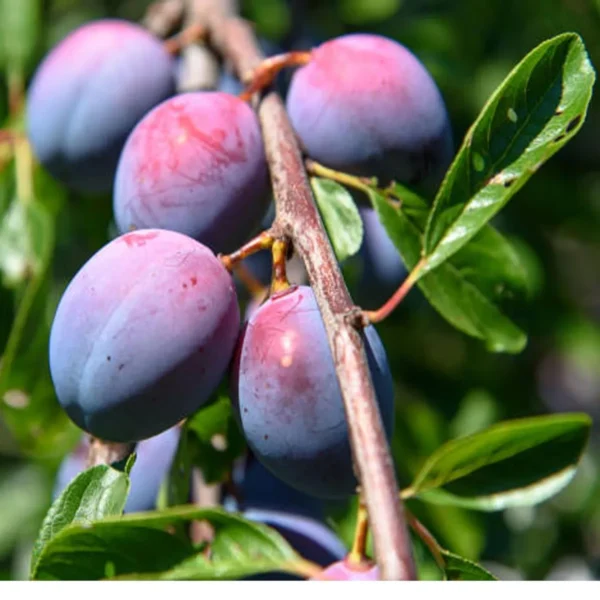 Satluj Purple Plum Aloo Bukhara Layering/Grafted Fruit Live Plant - Image 3