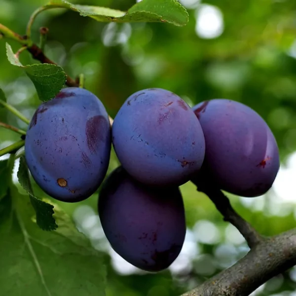 Satluj Purple Plum Aloo Bukhara Layering/Grafted Fruit Live Plant - Image 4