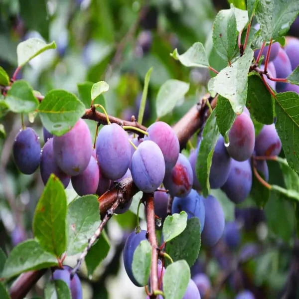 Satluj Purple Plum Aloo Bukhara Layering/Grafted Fruit Live Plant - Image 5