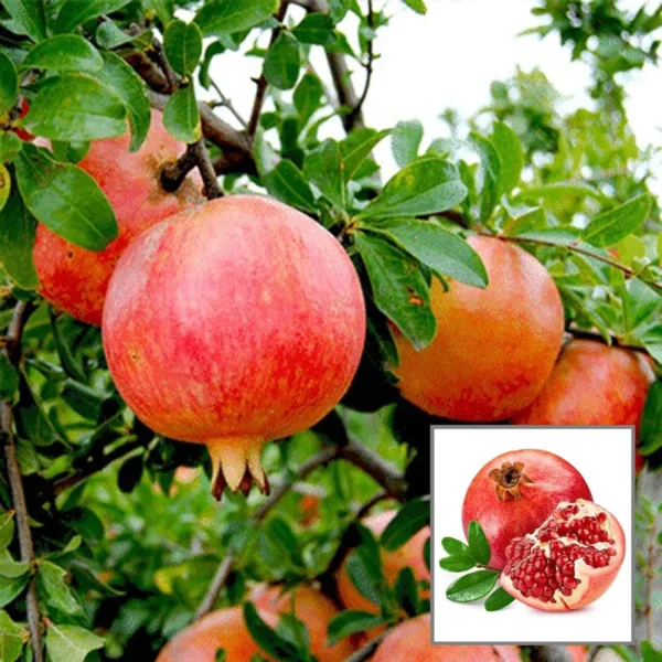 Anar Ganesh Pomegranate Layering/Grafted Fruit Live Plant