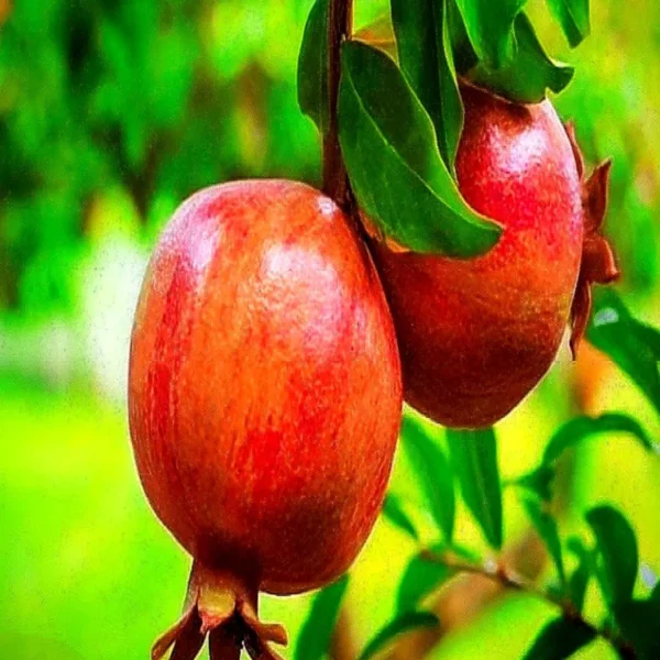 Super Bhagwa Pomegranate Anar Layering/Grafted Fruit Live Plant - Image 4
