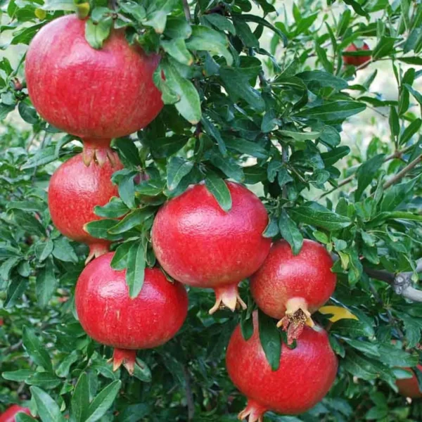 Super Bhagwa Pomegranate Anar Layering/Grafted Fruit Live Plant - Image 2