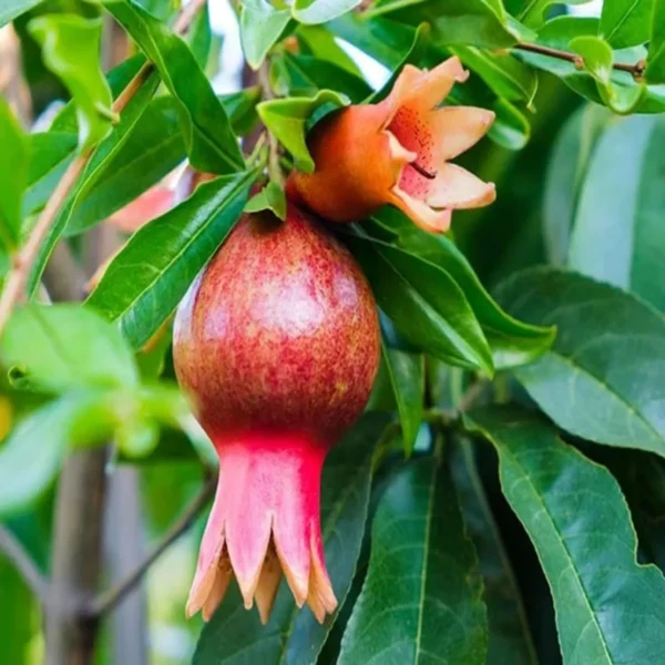 Super Bhagwa Pomegranate Anar Layering/Grafted Fruit Live Plant - Image 3