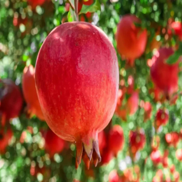 Super Bhagwa Pomegranate Anar Layering/Grafted Fruit Live Plant - Image 5