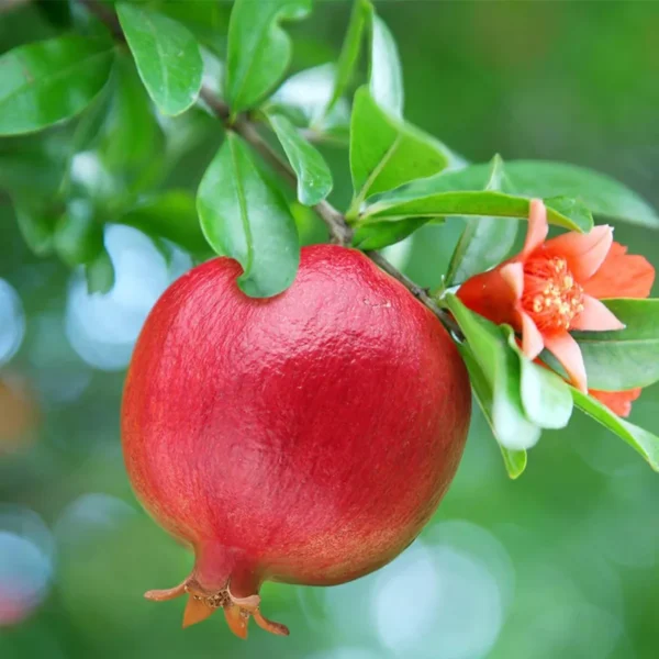 Israeli Rimon Pomegranate Anar Layering/Grafted Fruit Live Plant (1.5-3 Feet Height) - Image 2