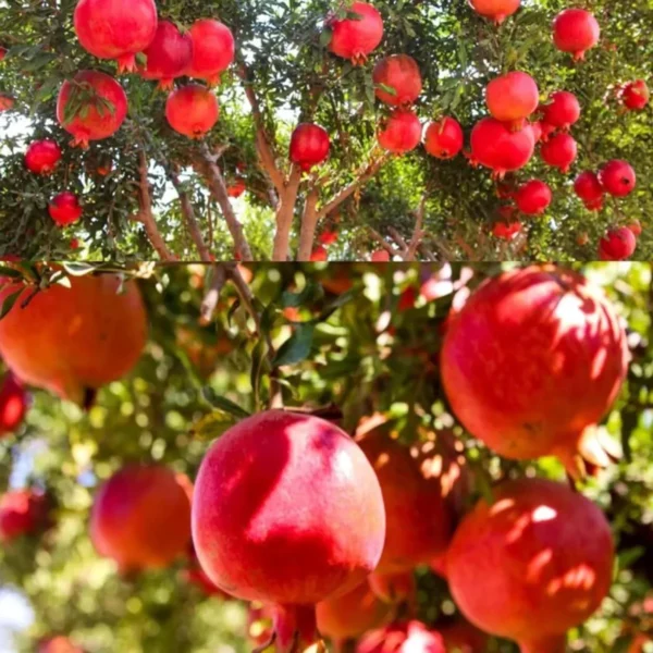 Israeli Rimon Pomegranate Anar Layering/Grafted Fruit Live Plant (1.5-3 Feet Height) - Image 3