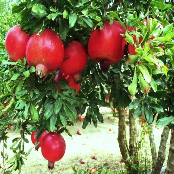 Israeli Rimon Pomegranate Anar Layering/Grafted Fruit Live Plant - Image 2
