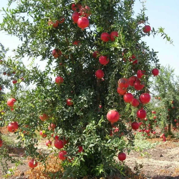 Granada Pomegranate Anar Layering/Grafted Fruit Live Plant - Image 2