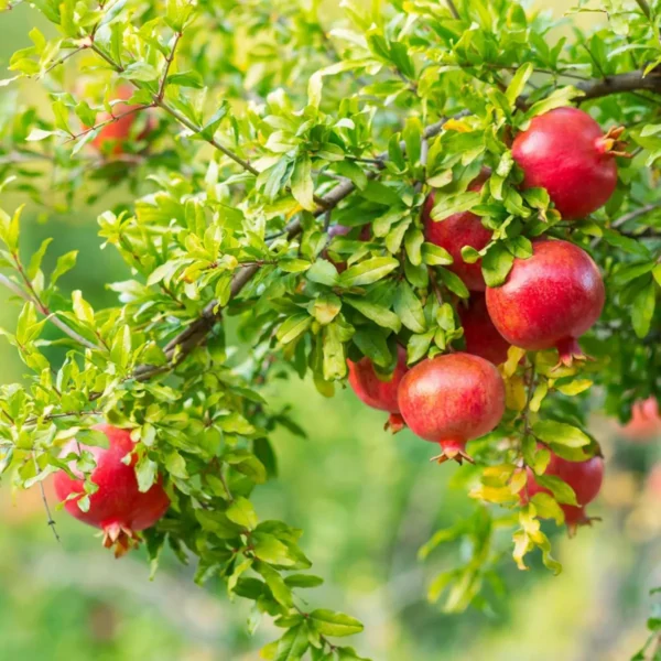 Israeli Rimon Pomegranate Anar Layering/Grafted Fruit Live Plant - Image 5