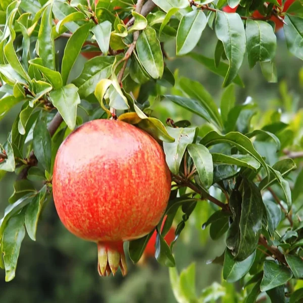 Gm2 Pomegranate Anar Layering/Grafted Fruit Live Plant - Image 3