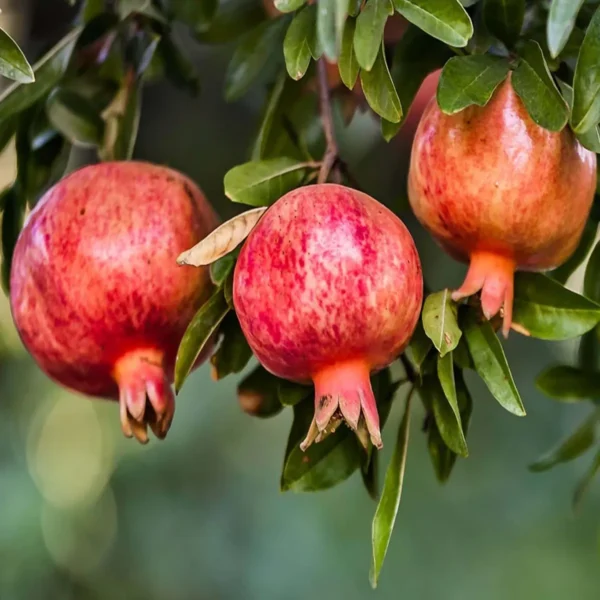 Gm2 Pomegranate Anar Layering/Grafted Fruit Live Plant - Image 2