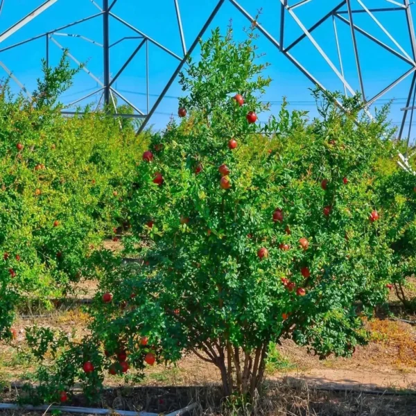 Gm2 Pomegranate Anar Layering/Grafted Fruit Live Plant - Image 4