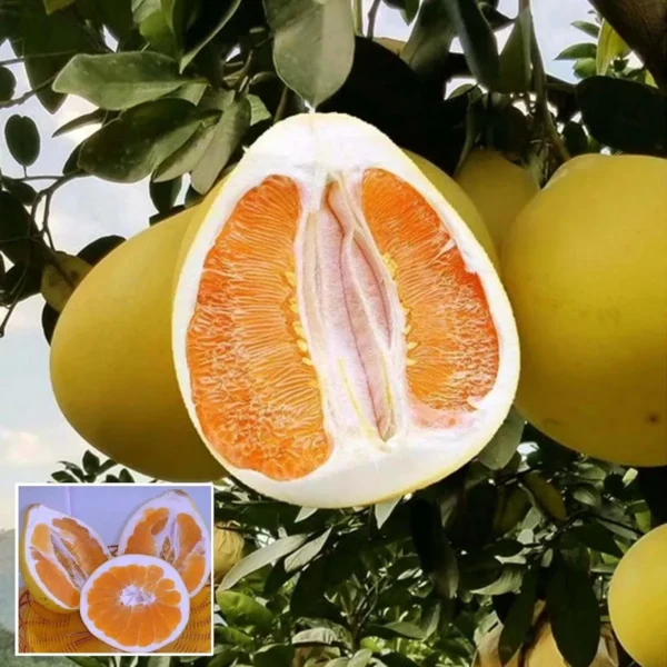 Golden Honey Pomelo Grapefruit Jambura Caint Chakotra Batabi Lebu Kambili Naranga Grafted Fruit Live Plant