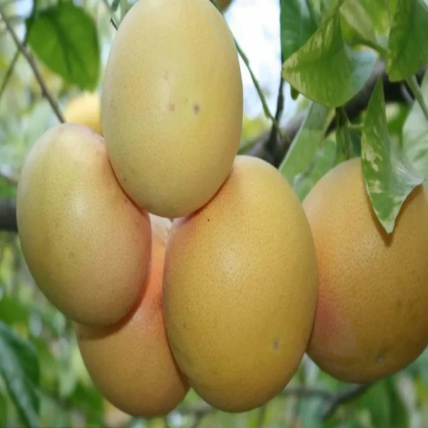 Golden Honey Pomelo Grapefruit Jambura Caint Chakotra Batabi Lebu Kambili Naranga Grafted Fruit Live Plant - Image 3