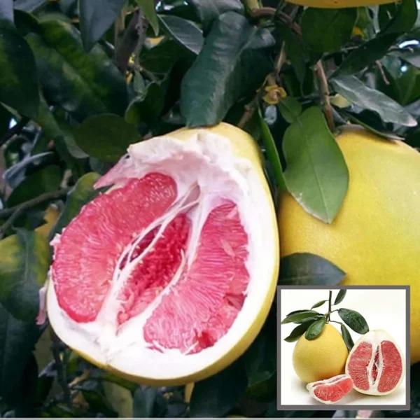 Assembly Pomelo Grapefruit Jambura Caint Chakotra Batabi Lebu Kambili Naranga Layering/Grafted Fruit Live Plant (1.5-3 Feet Height)