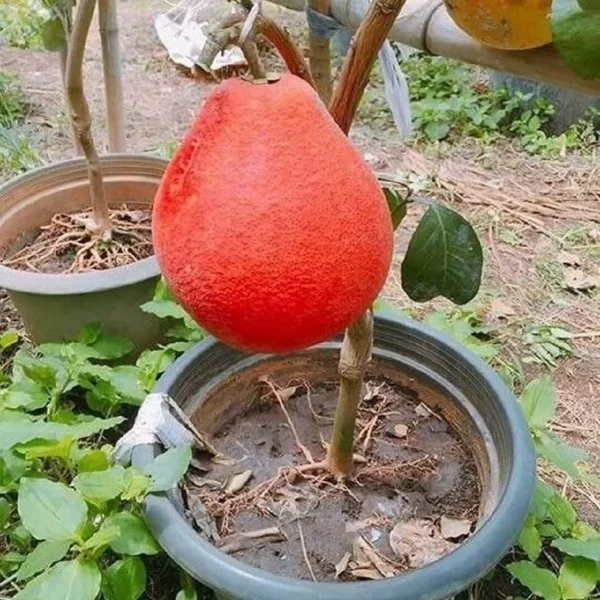 Red Pomelo Grapefruit Jambura Gaint Chakotra Batabi Lebu Kambili Naranga Grafted Fruit Live Plant (1.5-3 Feet Height) - Image 2