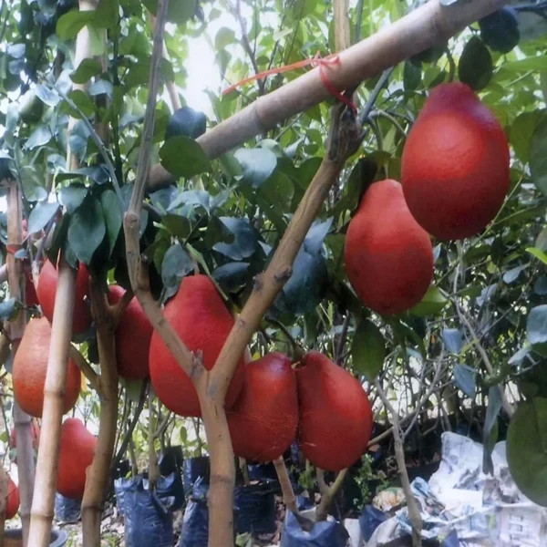 Red Pomelo Grapefruit Jambura Gaint Chakotra Batabi Lebu Kambili Naranga Grafted Fruit Live Plant (1.5-3 Feet Height) - Image 3