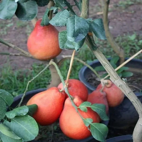Red Pomelo Grapefruit Jambura Gaint Chakotra Batabi Lebu Kambili Naranga Grafted Fruit Live Plant (1.5-3 Feet Height) - Image 4