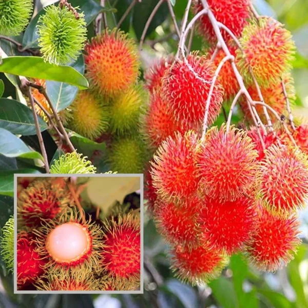 KGIO Rambutan Grafted Fruit Live Plant