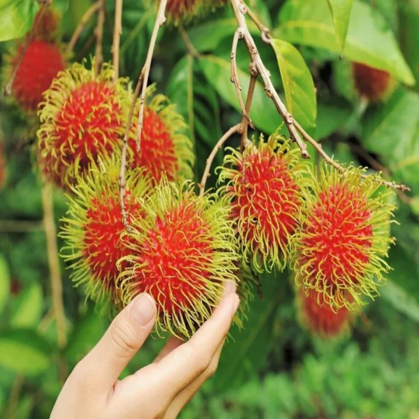 KGIO Rambutan Grafted Fruit Live Plant - Image 2
