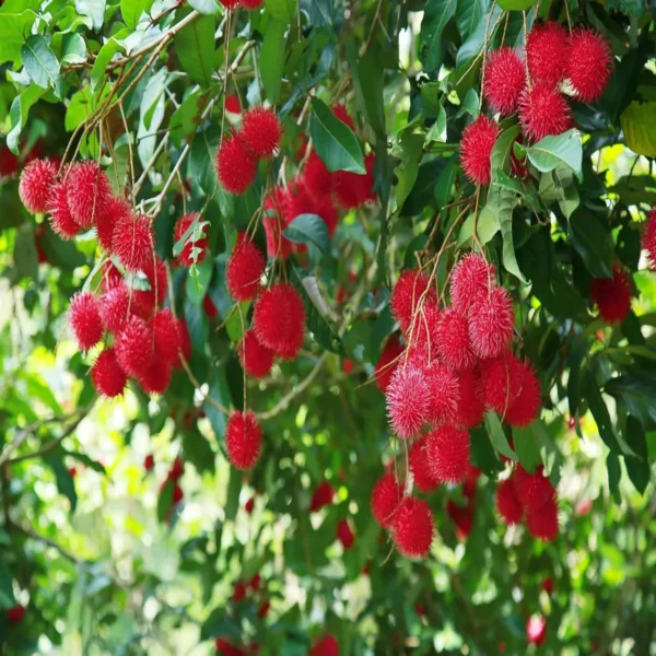 KGIO Rambutan Grafted Fruit Live Plant - Image 3