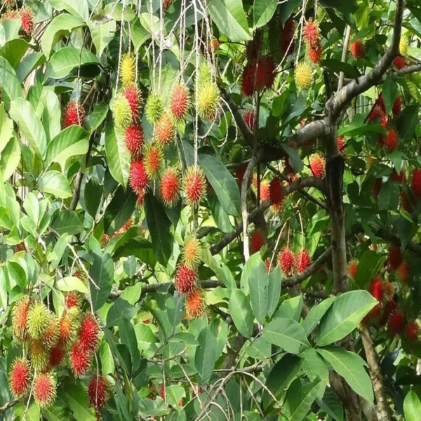 KGIO Rambutan Grafted Fruit Live Plant - Image 4