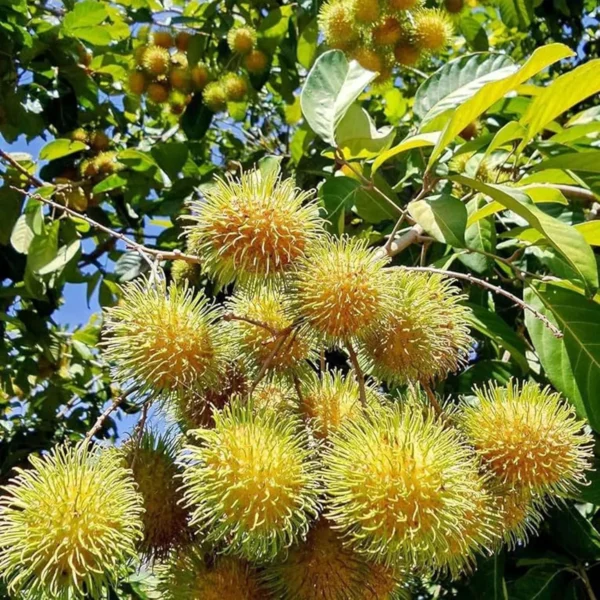 E35 Rambutan Grafted Fruit Live Plant - Image 2