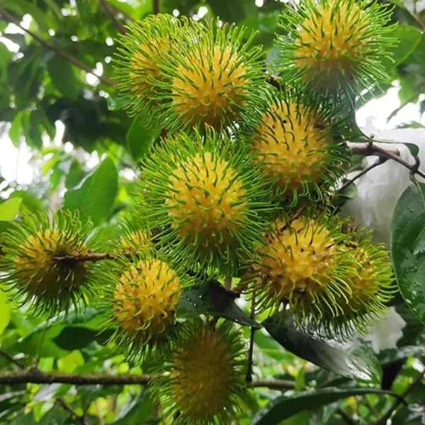 E35 Rambutan Grafted Fruit Live Plant - Image 3