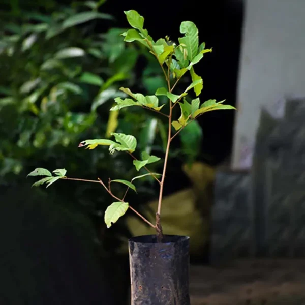 E35 Rambutan Grafted Fruit Live Plant - Image 5