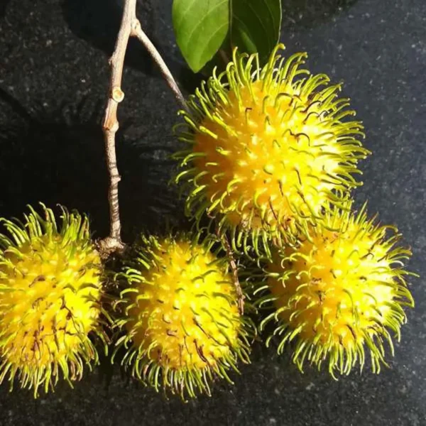 E35 Rambutan Grafted Fruit Live Plant - Image 4