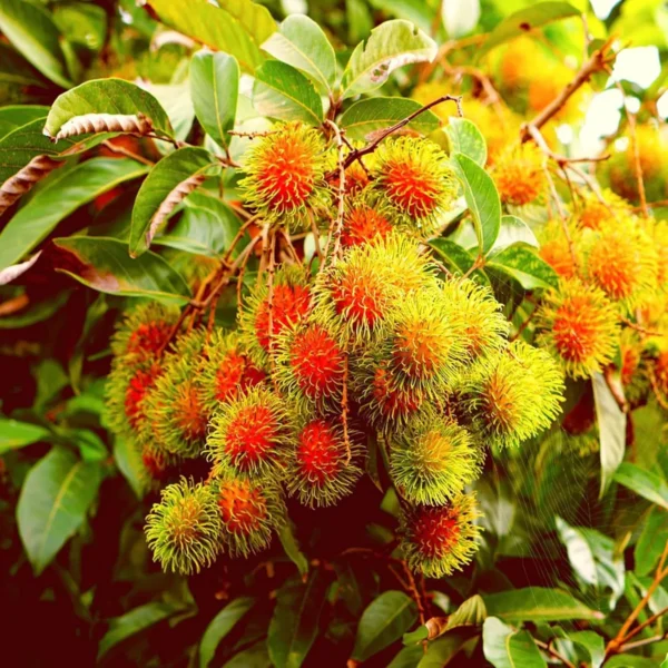 Schoolboy Rambutan Grafted Fruit Live Plant - Image 2