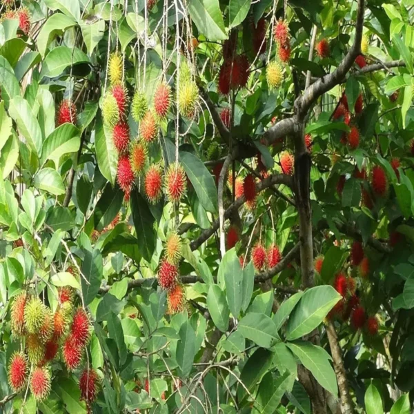 Schoolboy Rambutan Grafted Fruit Live Plant - Image 3