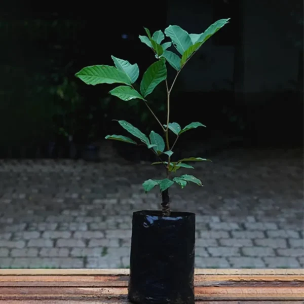 Schoolboy Rambutan Grafted Fruit Live Plant - Image 4