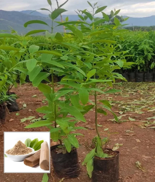White Sandalwood Chandan Avenue Live Plant