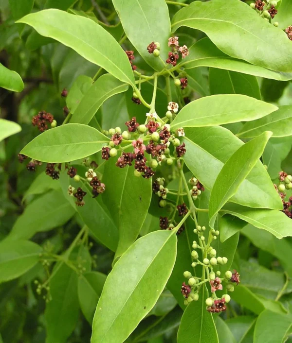 White Sandalwood Chandan Avenue Live Plant - Image 2
