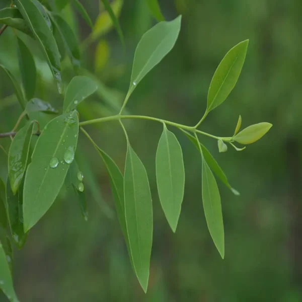 White Sandalwood Chandan Avenue Live Plant - Image 3