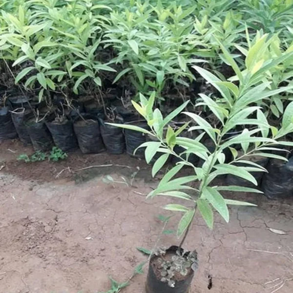 White Sandalwood Chandan Avenue Live Plant - Image 4