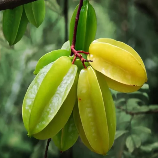 Sour Star Fruit Carambola Kamranga Amrak Grafted Live Plant - Image 2