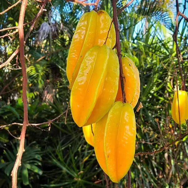 Sour Star Fruit Carambola Kamranga Amrak Grafted Live Plant - Image 3
