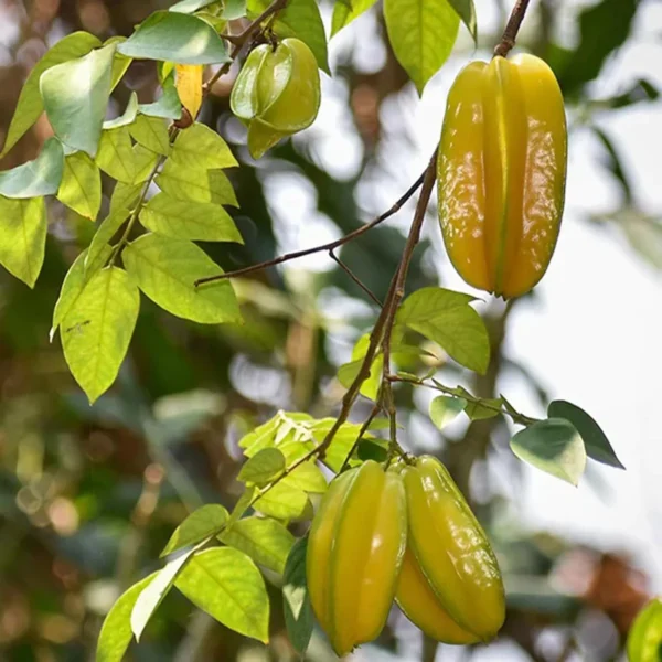 Sour Star Fruit Carambola Kamranga Amrak Grafted Live Plant - Image 4