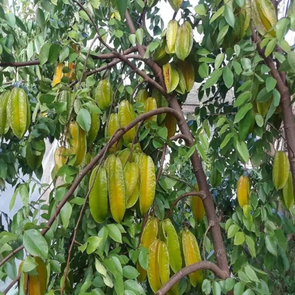 Sour Star Fruit Carambola Kamranga Amrak Grafted Live Plant - Image 5