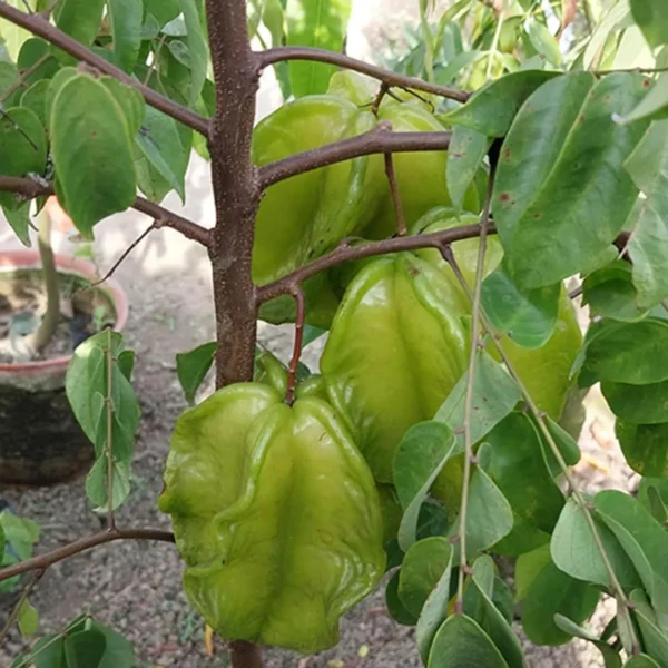 Sour Star Fruit Carambola Kamranga Amrak Grafted Live Plant - Image 6