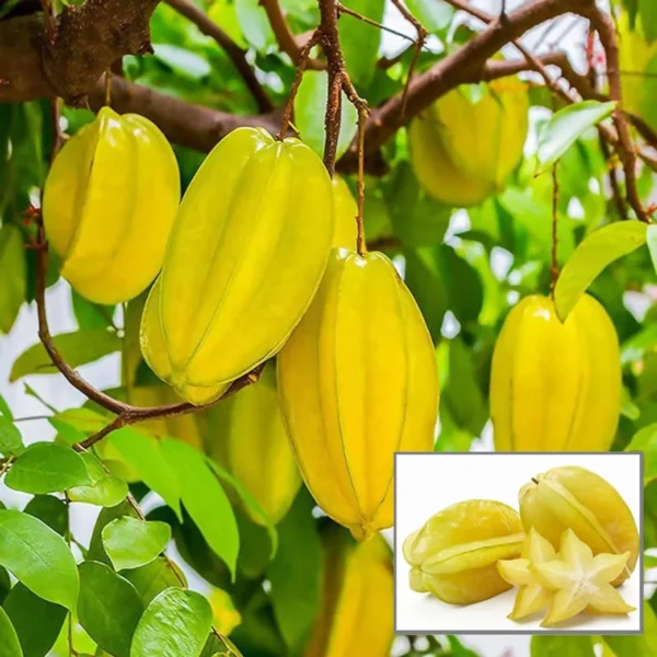 Thai Sweet Star Fruit Carambola Kamranga Amrak Grafted Live Plant