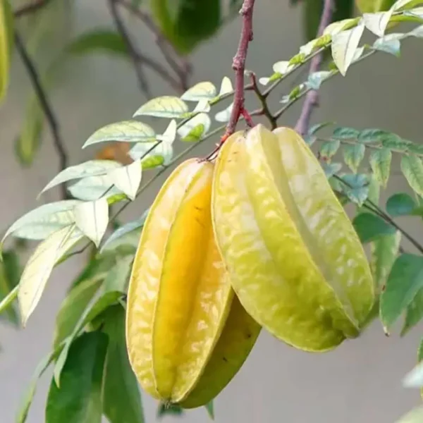 Thai Sweet Star Fruit Carambola Kamranga Amrak Grafted Live Plant - Image 2
