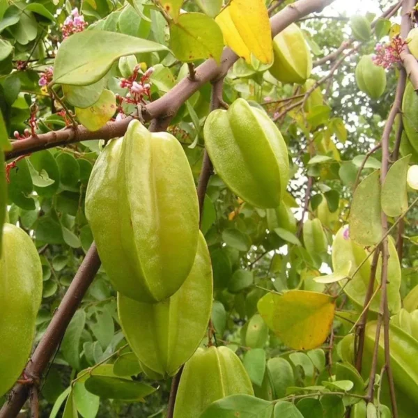 Thai Sweet Star Fruit Carambola Kamranga Amrak Grafted Live Plant - Image 3