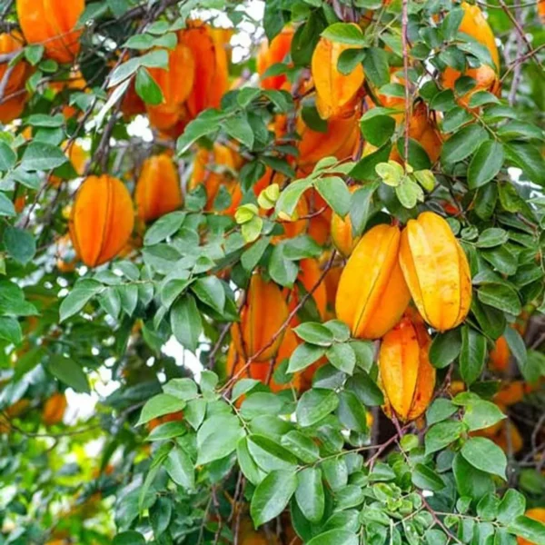 Thai Sweet Star Fruit Carambola Kamranga Amrak Grafted Live Plant - Image 4