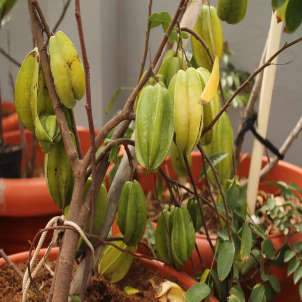Thai Sweet Star Fruit Carambola Kamranga Amrak Grafted Live Plant - Image 5