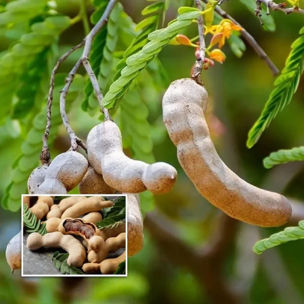 Thai Sweet Tamarind Imli Grafted Fruit Live Plant (1.5-3 Feet Height)